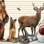 death-by-nature?-these-states-are-where-you’re-most-likely-to-die-from-an-animal-attack