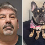 dog-sitter-step-dad-allegedly-shoots-beloved-bulldog-in-the-face,-killing-it