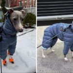 nyc-dog-goes-viral-for-trying-to-walk-in-his-new-snow-boots-in-adorable-video:-‘send-help’