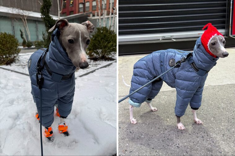 nyc-dog-goes-viral-for-trying-to-walk-in-his-new-snow-boots-in-adorable-video:-‘send-help’