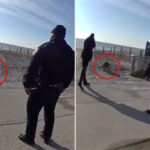 ‘aggressive’-raccoon-that-charged-at-a-group-of-people-shot-dead-on-nyc-boardwalk:-nypd