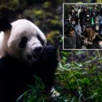 last-2-pandas-in-japan-are-leaving-for-china-as-ties-are-strained