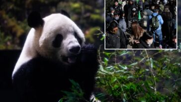 last-2-pandas-in-japan-are-leaving-for-china-as-ties-are-strained