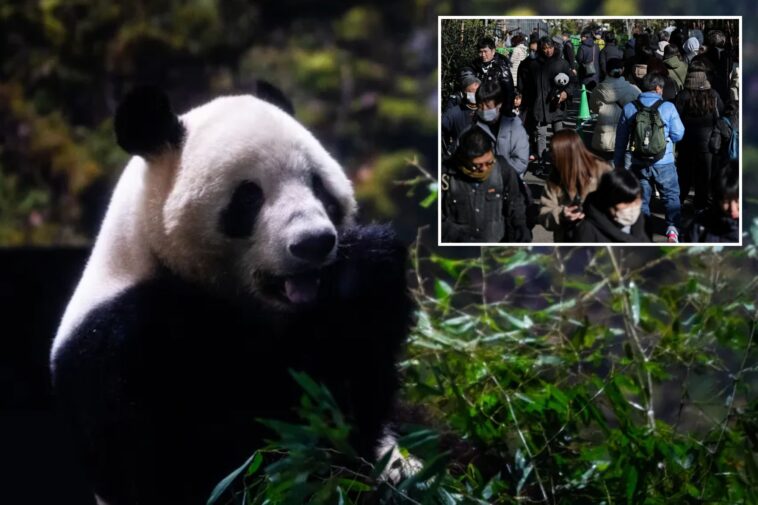 last-2-pandas-in-japan-are-leaving-for-china-as-ties-are-strained