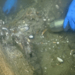 world’s-largest-medieval-cargo-ship-emerges-from-its-underwater-grave-off-one-country’s-coast