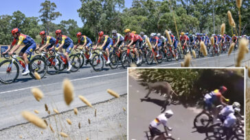 kangaroos-cause-carnage-during-final-stage-of-bike-race