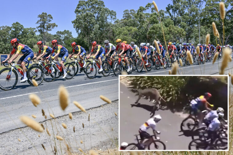 kangaroos-cause-carnage-during-final-stage-of-bike-race
