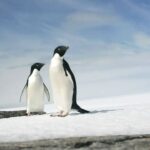 trump’s-penguin-breaks-the-internet-—-and-sends-the-left-into-a-frenzy