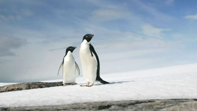 trump’s-penguin-breaks-the-internet-—-and-sends-the-left-into-a-frenzy