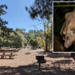 rabid-bat-found-near-popular-socal-hiking-trail-prompts-warning-for-hikers-and-pet-owners