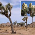 iconic-joshua-trees-bloomed-earlier-than-usual-this-year-—-and-it-could-spell-trouble-for-a-little-known-bug