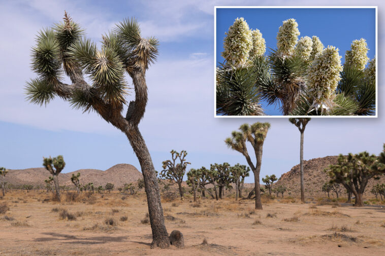 iconic-joshua-trees-bloomed-earlier-than-usual-this-year-—-and-it-could-spell-trouble-for-a-little-known-bug