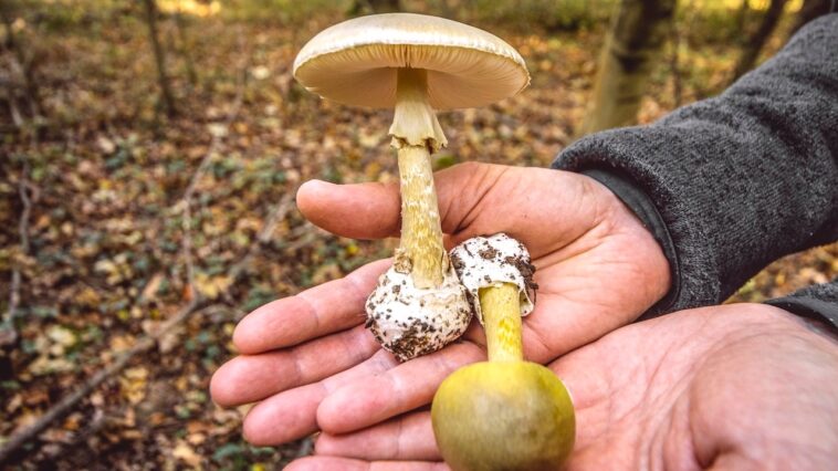 toxic-wild-mushrooms-linked-to-3-deaths-as-state-officials-issue-urgent-warning