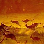 watch:-crikey!-runaway-kangaroos-bring-down-cyclists-in-aussie-road-race