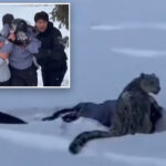 skier-mauled-by-snow-leopard-after-getting-too-close-for-a-picture