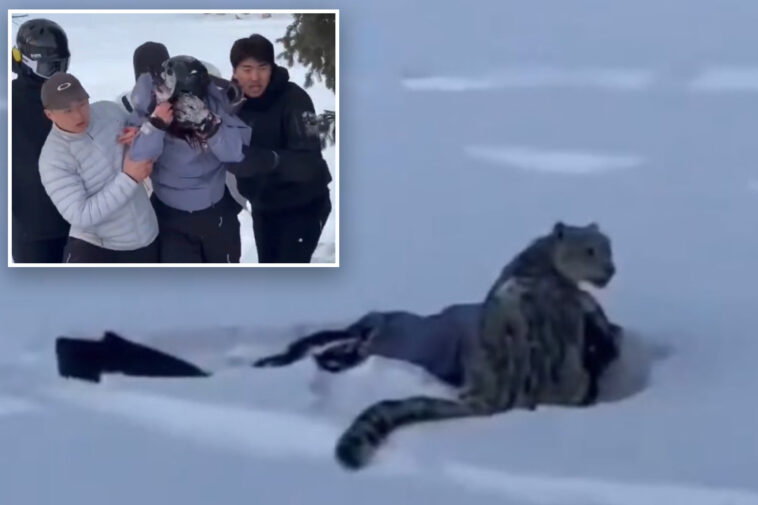skier-mauled-by-snow-leopard-after-getting-too-close-for-a-picture