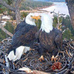 famous-bald-eagle-lovebirds-welcome-first-egg-of-the-year-—-setting-off-wild-journey-to-keep-it-alive