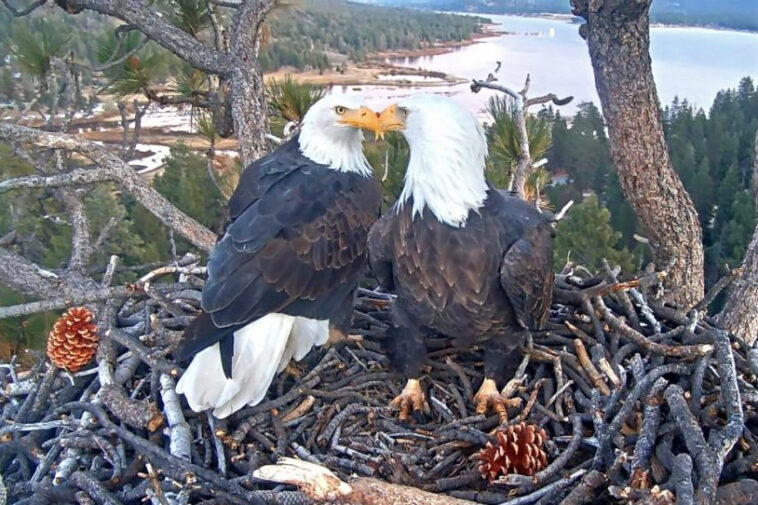 famous-bald-eagle-lovebirds-welcome-first-egg-of-the-year-—-setting-off-wild-journey-to-keep-it-alive