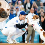 dodgers-superstar-shohei-ohtani’s-dog-receives-one-of-a-kind-honor