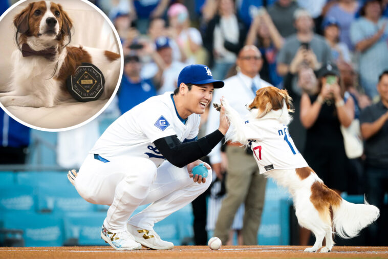 dodgers-superstar-shohei-ohtani’s-dog-receives-one-of-a-kind-honor