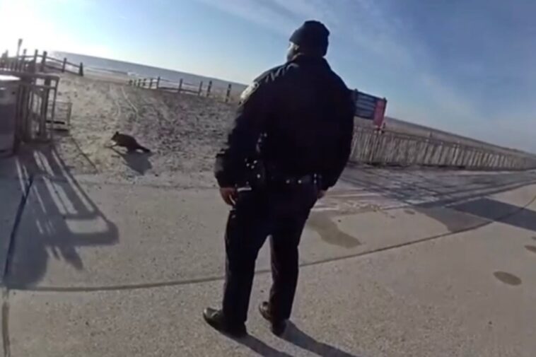 nypd-cop-who-shot-‘vicious’-raccoon-on-nyc-boardwalk-on-modified-duty