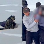 skier-suffers-brutal-mauling-after-stepping-within-10-feet-of-snow-leopard-for-photo,-video-shows