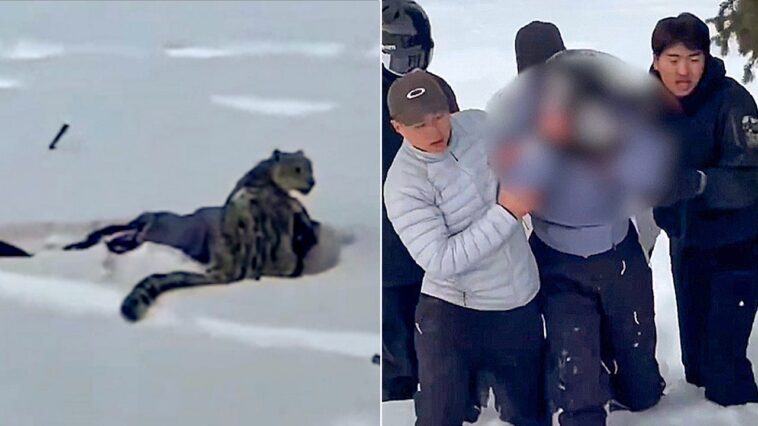 skier-suffers-brutal-mauling-after-stepping-within-10-feet-of-snow-leopard-for-photo,-video-shows