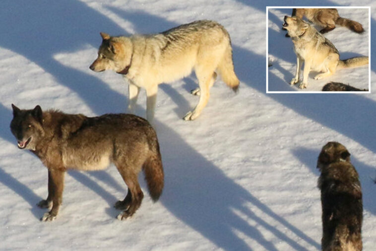 ‘rising-star’-female-wolf-from-yellowstone’s-most-famous-pack-is-apparently-taken-out-by-poacher