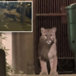 mountain-lion-cornered-after-prowling-posh-san-francisco-streets