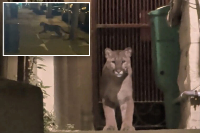 mountain-lion-cornered-after-prowling-posh-san-francisco-streets