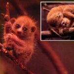 adorable-rare-new-bx.-zoo-addition-has-eyes-as-big-as-its-ears-—-and-fans-love-it!