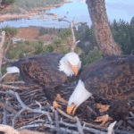 america’s-national-bird-lays-second-egg-at-famed-california-nest-as-nesting-season-continues