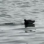 coyote-indulges-in-endless-bird-buffet-after-making-daring-1.25-mile-swim-to-alcatraz