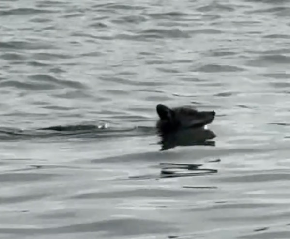 coyote-indulges-in-endless-bird-buffet-after-making-daring-1.25-mile-swim-to-alcatraz