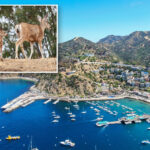 oh,-deer:-catalina’s-plan-to-slaughter-local-herd-sparks-controversy