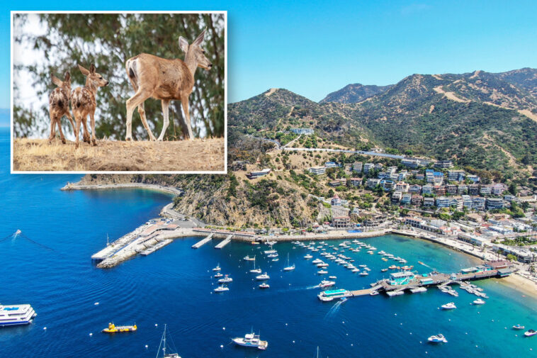 oh,-deer:-catalina’s-plan-to-slaughter-local-herd-sparks-controversy