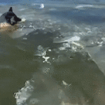 video-captures-emergency-crews-rescuing-dog-trapped-in-icy-lake-during-single-digit-temperatures