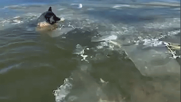 video-captures-emergency-crews-rescuing-dog-trapped-in-icy-lake-during-single-digit-temperatures