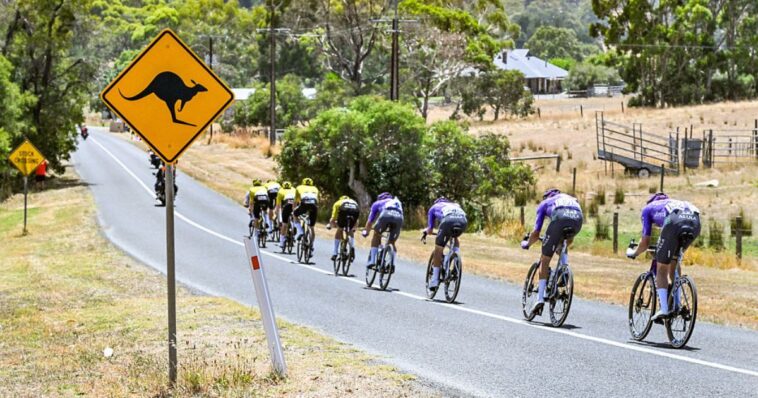 kangaroos-hop-onto-race-course,-causing-chaos-for-bicyclists