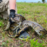 florida-snake-hunter-and-his-family-wrestle-202-pound-python-that-dragged-him-15-feet:-report