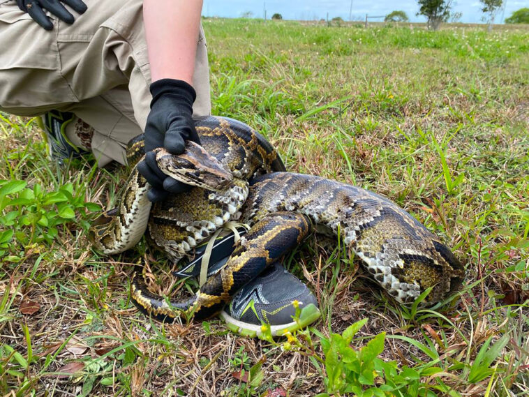 florida-snake-hunter-and-his-family-wrestle-202-pound-python-that-dragged-him-15-feet:-report