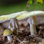 yet-another-person-dies-from-eating-toxic-‘death-cap’-mushroom-in-calif.