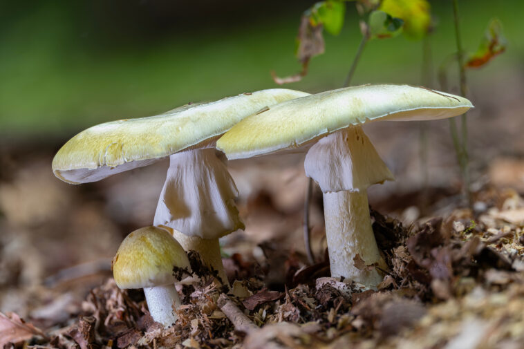 yet-another-person-dies-from-eating-toxic-‘death-cap’-mushroom-in-calif.