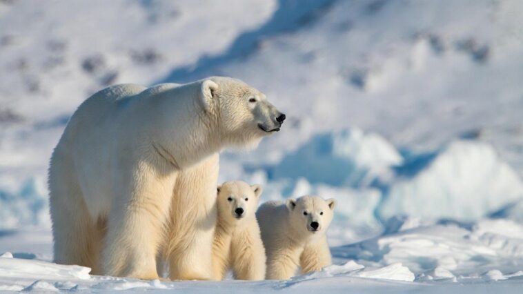 polar-bears-getting-‘fatter-and-healthier’-despite-so-called-global-warming,-study-finds