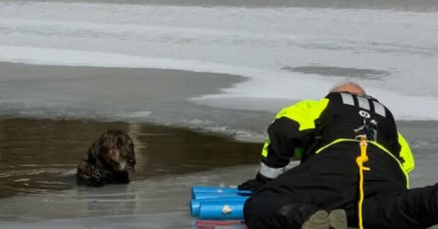 photos-—-‘angel-without-wings’:-arkansas-man-rescues-dog-trapped-in-icy-water
