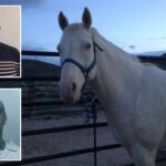 washington-gang-member-sacrificed-horse-in-bizarre-ritual-so-murdered-pal-could-‘ride-it-into-the-valhalla’
