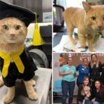 california-cat-lands-on-his-feet-—-as-he-poses-in-cap-and-gown-after-recovery-from-coyote-attack
