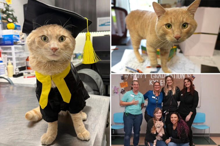 california-cat-lands-on-his-feet-—-as-he-poses-in-cap-and-gown-after-recovery-from-coyote-attack