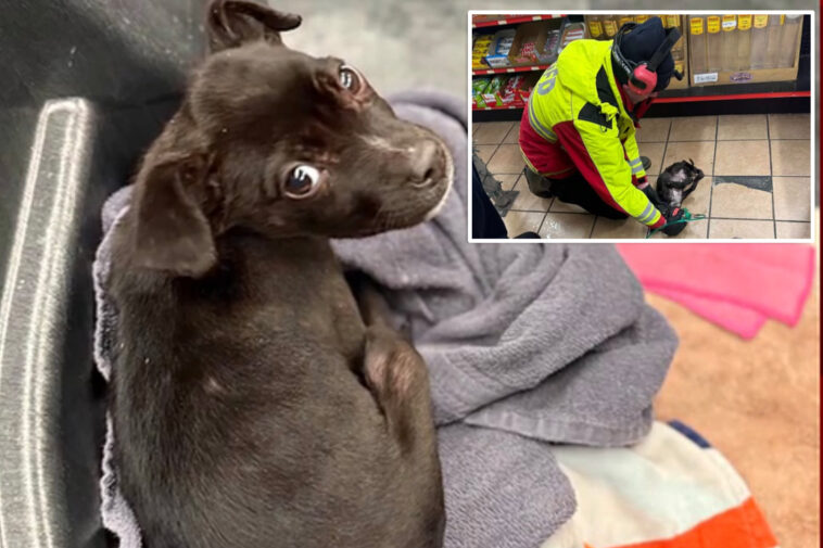 missouri-firefighters-rescue-8-week-old-puppy-found-in-burning-car-during-winter-storm-fern