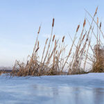 young-hunter-dies-after-falling-through-a-frozen-pond-while-trying-to-save-his-dog